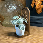 Small potted plant in a decorative wooden holder on a wooden surface with a glass ball and ram head sculpture in the background.