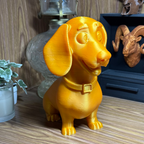 Golden Dashchund